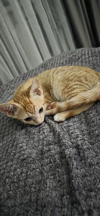 Продаётся рыженький котёнок