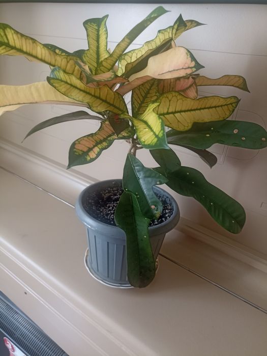 Кротон (кодеум) продам