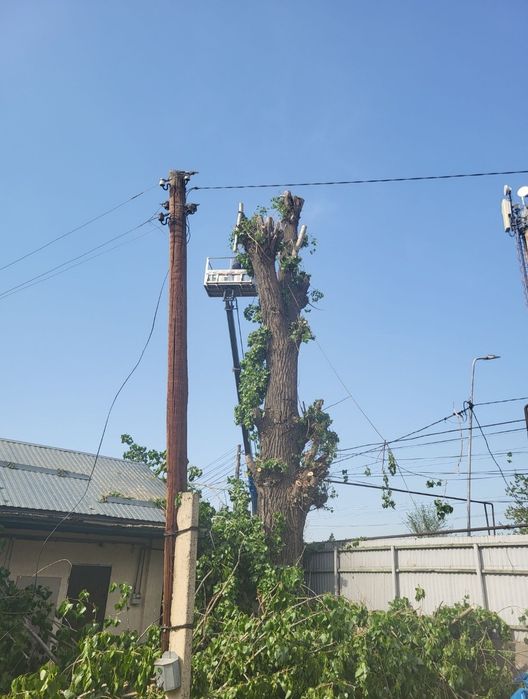 Спил деревьев агаш кесемиз