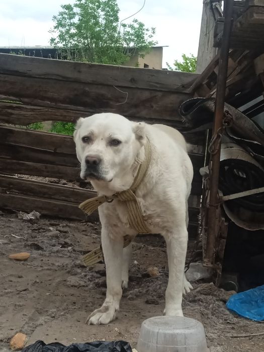 Alabay sotiladi 1 yosh