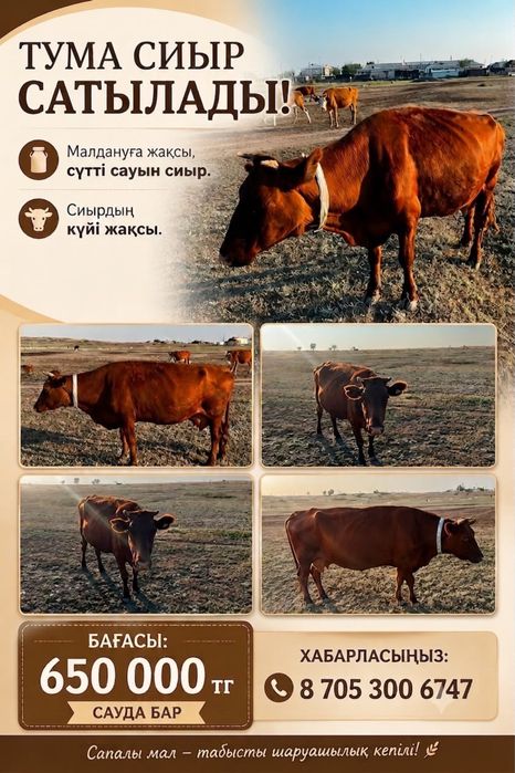 Сиыр , сүтті сиыр