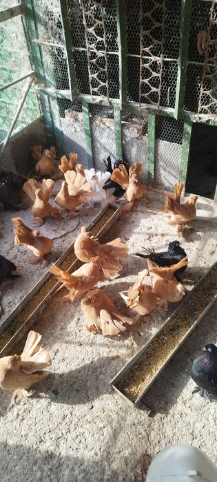 Продавам ростовски гълъби.