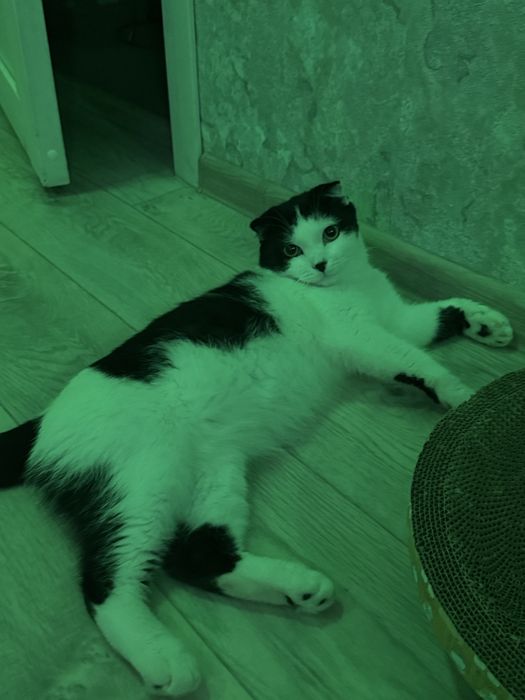 Отдам кота , очень ласковый
