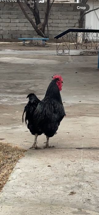 Джерсийский гигант