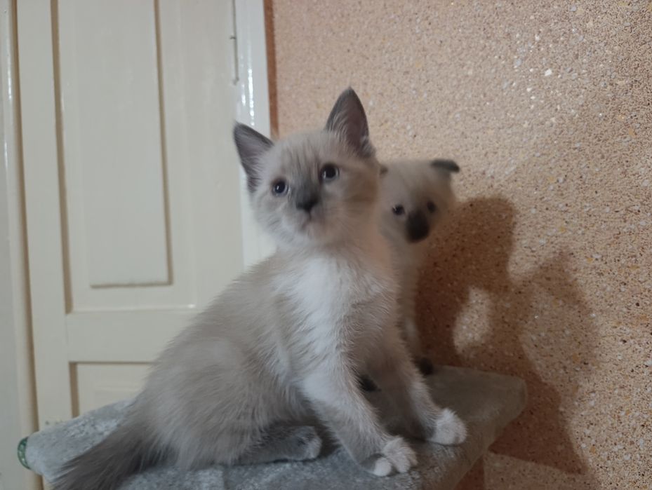 Отдам котенка, девочка