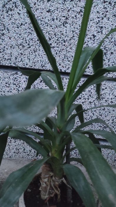 Палма Юка, висока 70 см