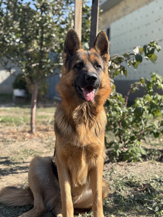 Немецкая Овчарка