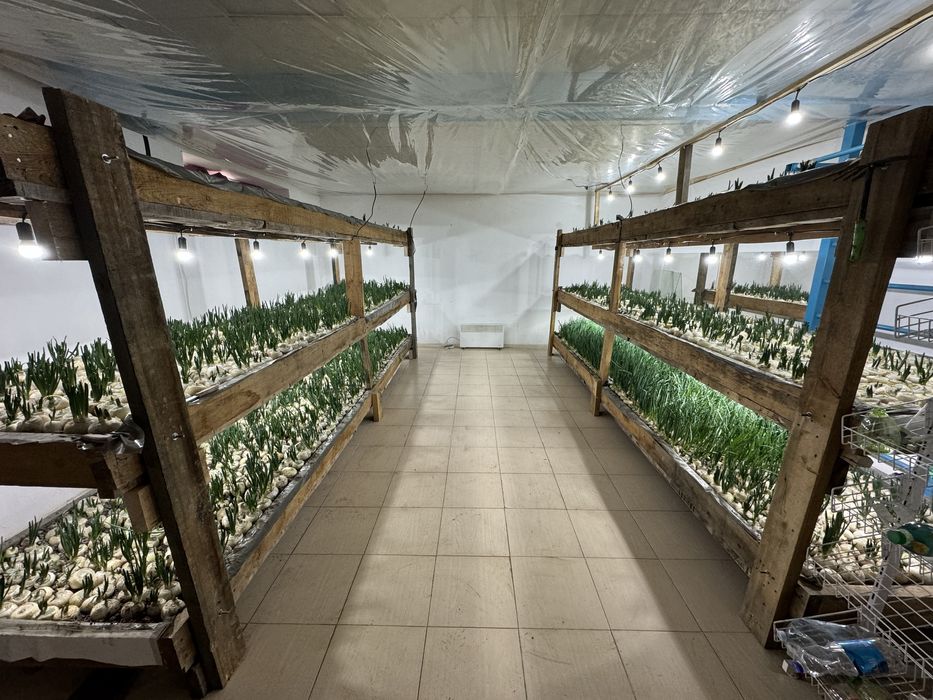 Стеллажи, готовые для рассады, дерево, доски, стропилы, бизнес, крыша