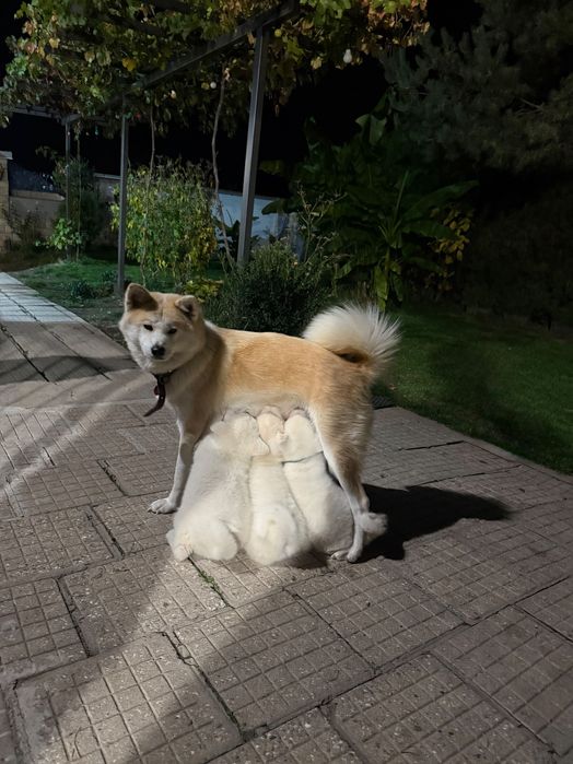 Акита ину кученца