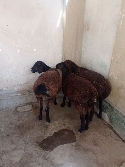 Qoylar sotiladi 3 ta urgochi