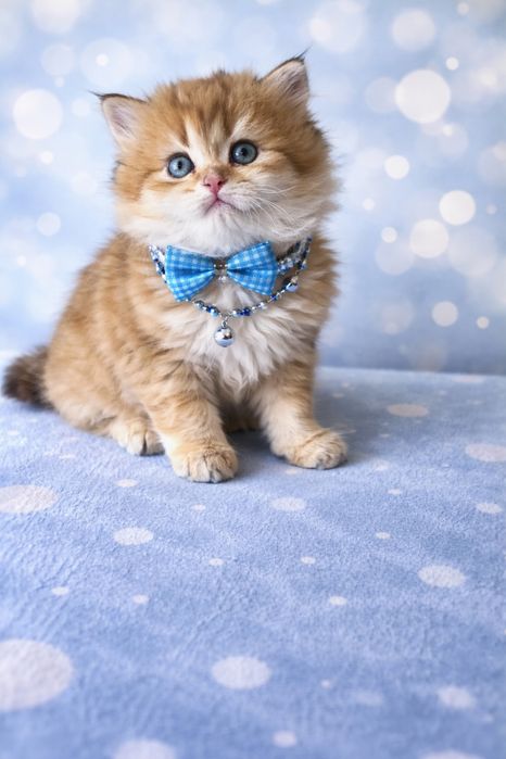 Продаются породистые котята шиншилла