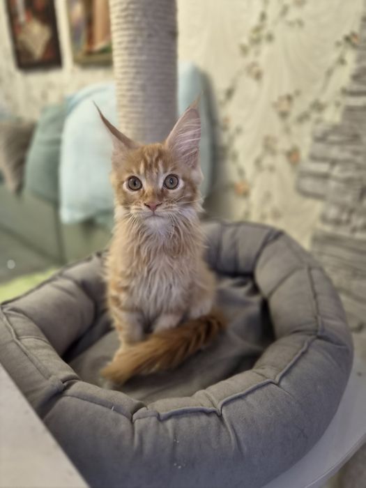Котёнок мейн-кун  продажа
