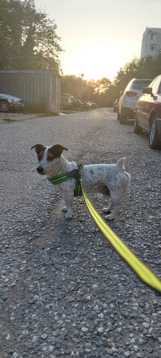 Гледане на животни (10г опит)