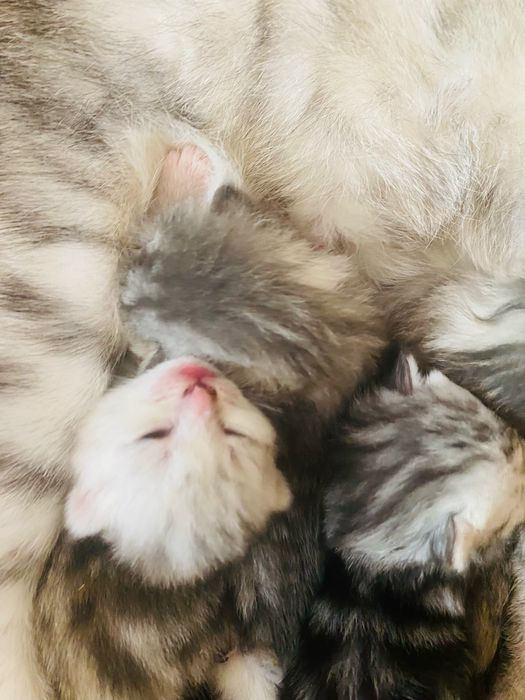 Продам породистых котят