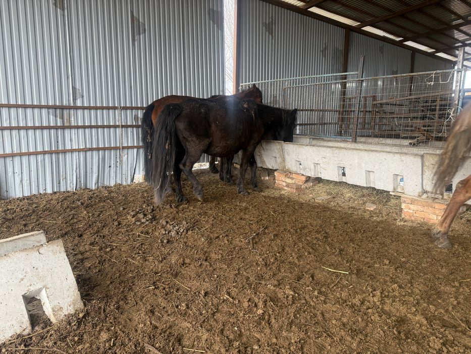 Продам кобыл полукровки бия бие