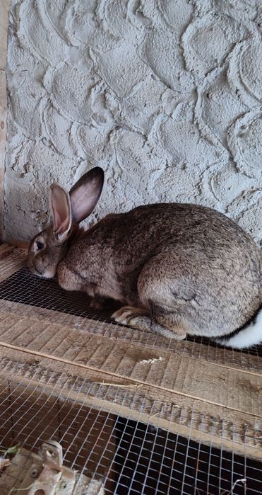 Iepuri rasa Fluture si Uriaș German
