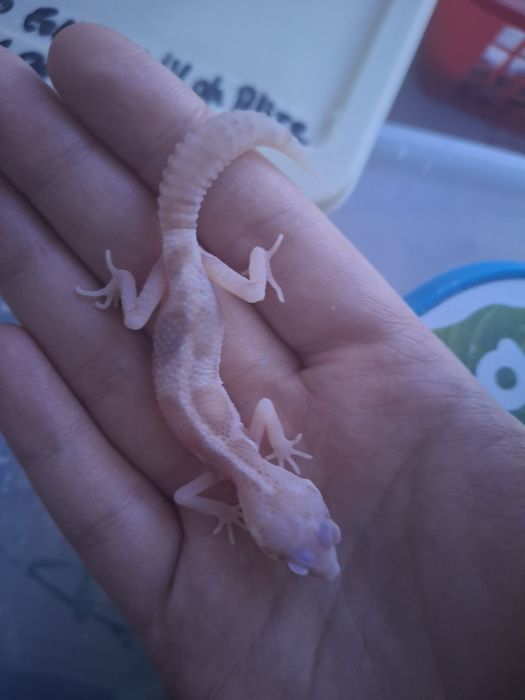 малыш эублефара морфный