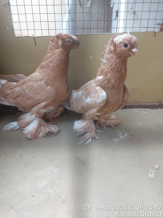 Голуби нават маладые