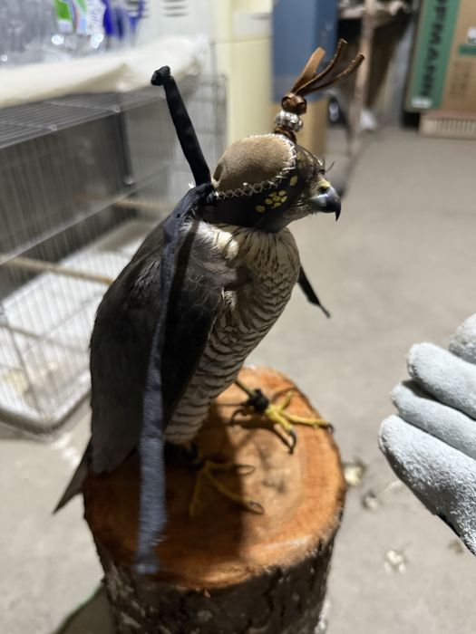 Птица ястреб перепелятник