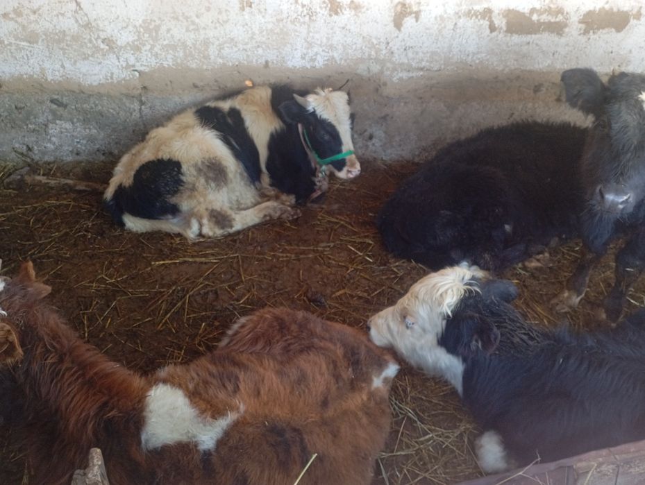 Продам бычков 7 голов