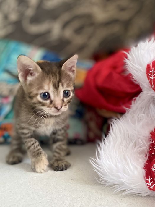 Продам котят 1,5 мес.