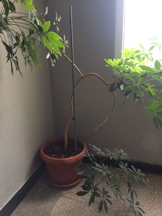 Продавам декоративно растение Шефлера