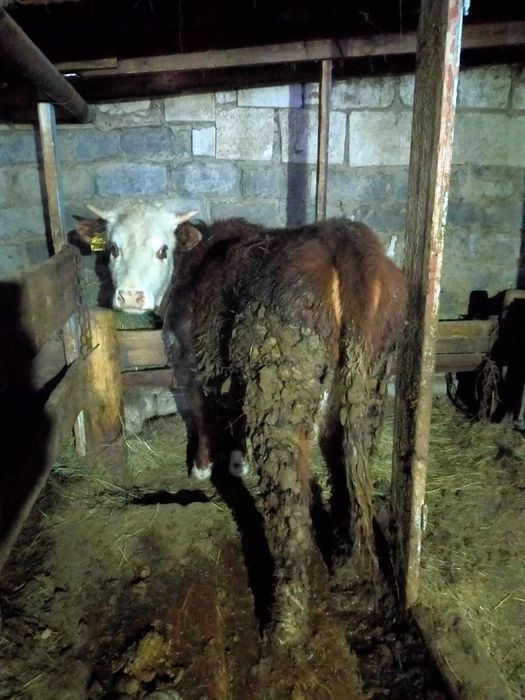 Семиз кунажын сатылады