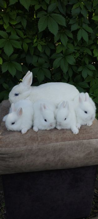 Karlik quyonchalar sotuvda 100 mindan