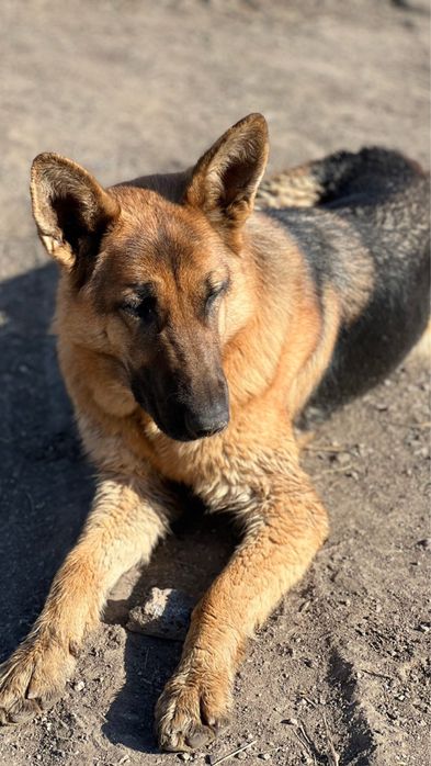 Продаются щенки немецкой овчарки