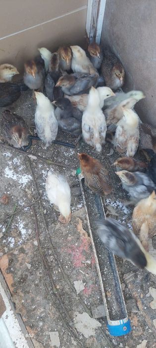 Тауықтың балапандары арзан бағамен тек бізде