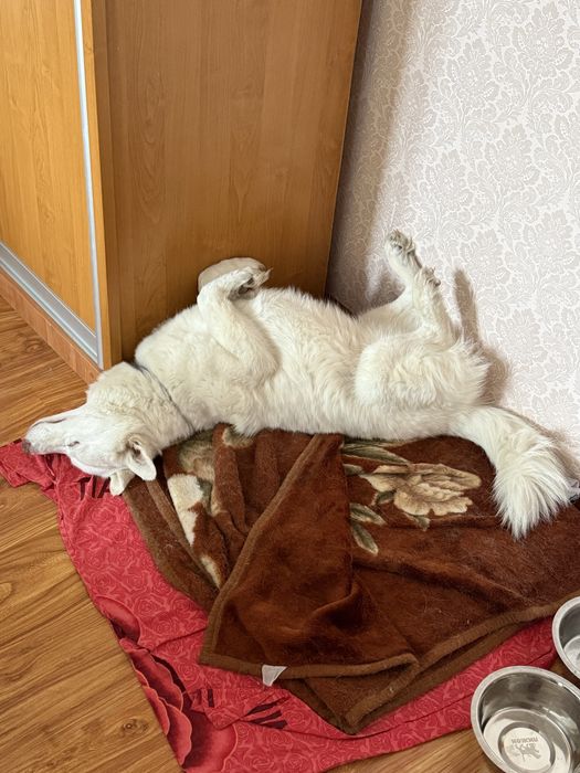 Хаски Лайка ищет добрые руки