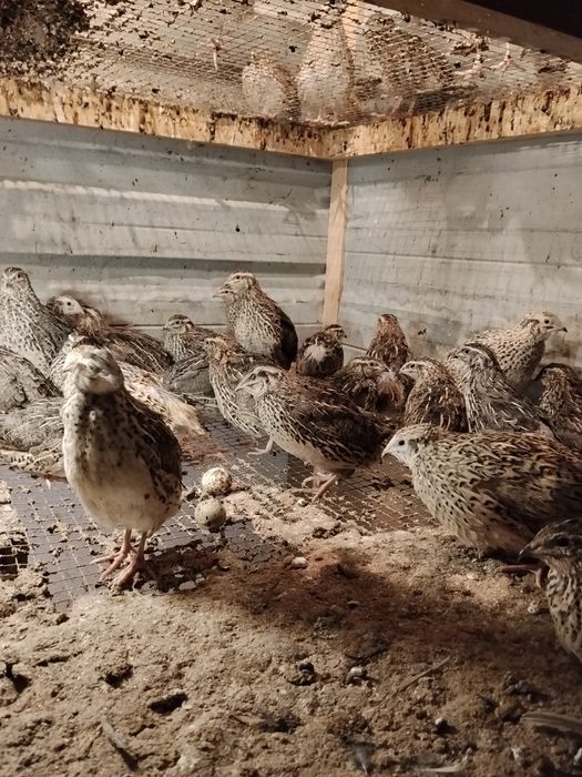 Bedana sotiladi yapon manjur