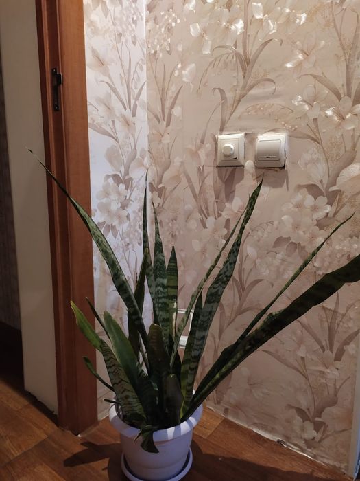 Сансевиерия зейланика