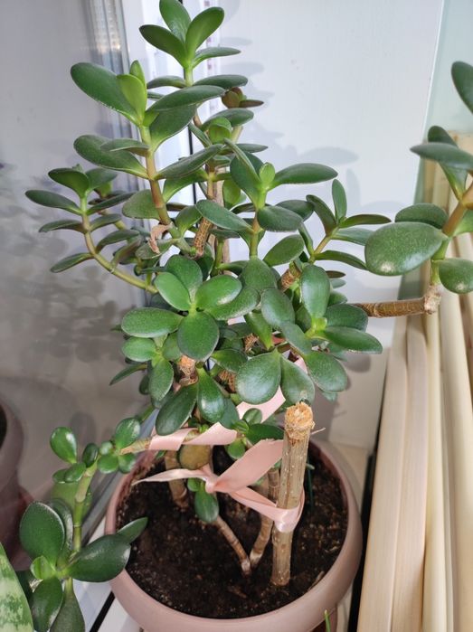 Денежное дерево/Толстянка/Крассула