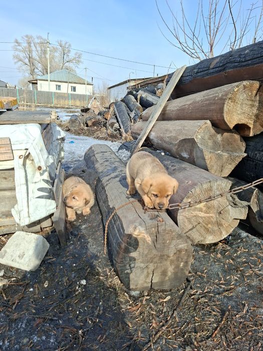 Отдам щенков бесплатно