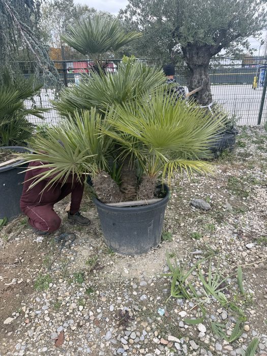 Palmieri multi trunchi