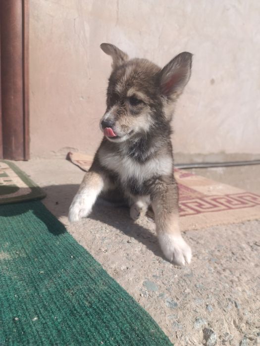 щенки собака порода Хаски + Лайка. Красивые.