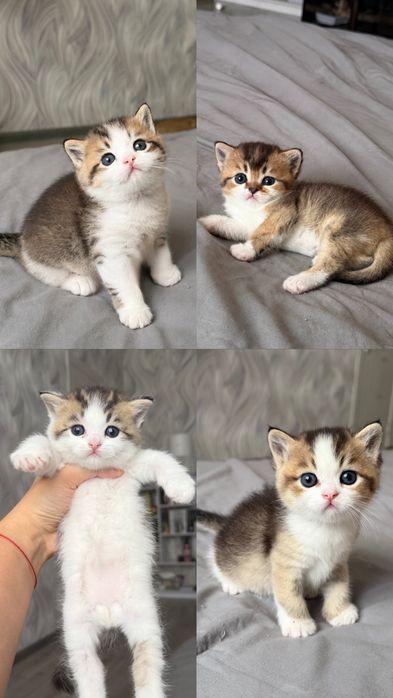 Британские котята