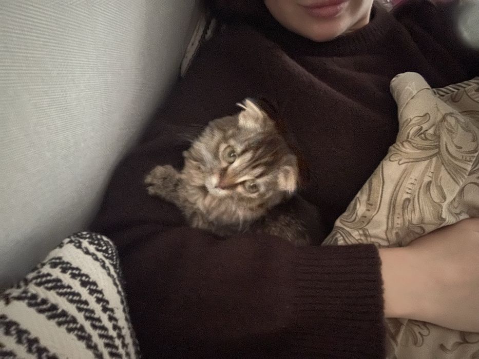 Вислоухая кошечка,девочка 2месяца