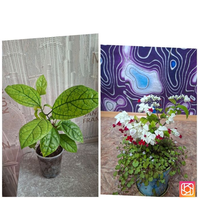 Продам комнатные цветы