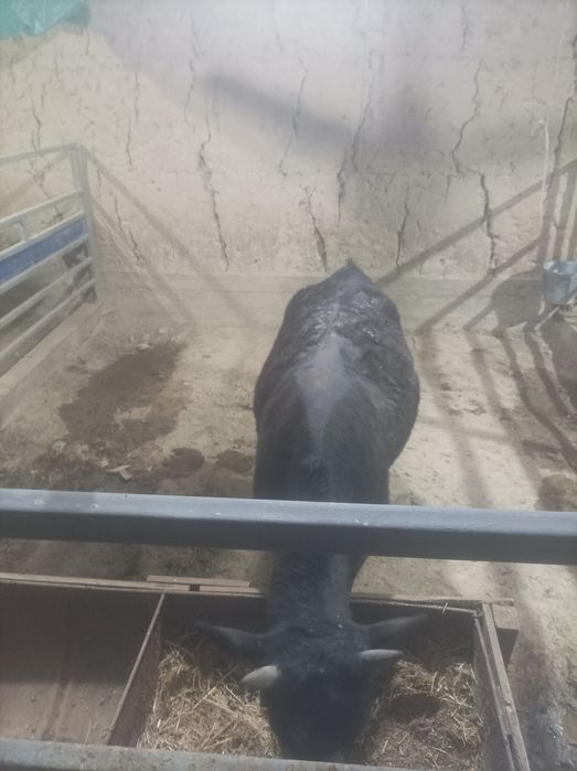 Buqachala sotiladi  soni 3 ta