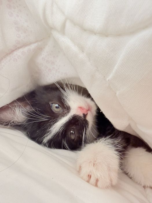 Кота отдам даром