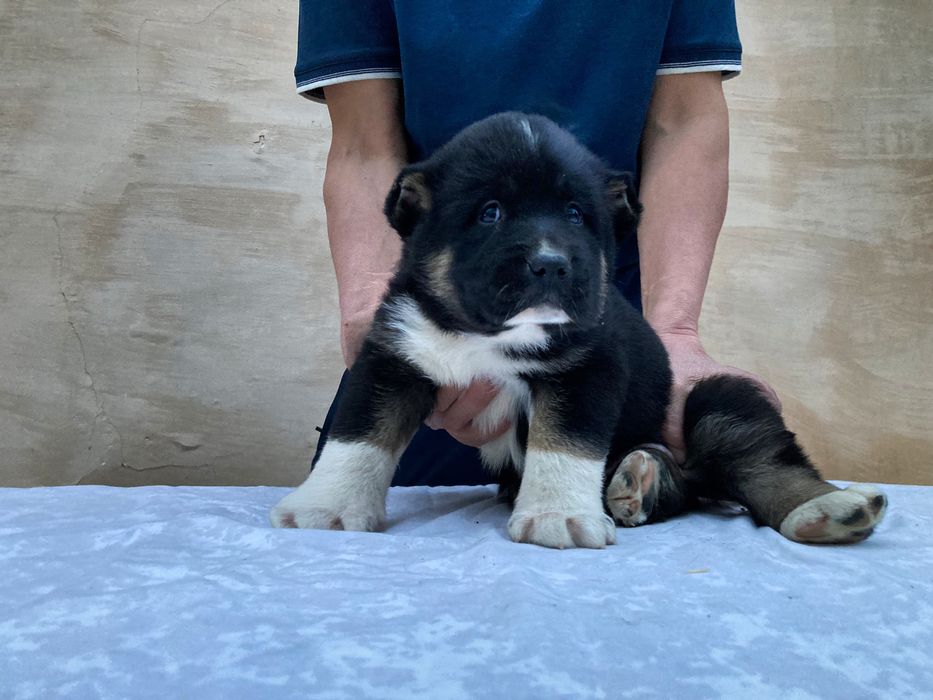 Щенок Кафказского Алабая ( Чистокровный )