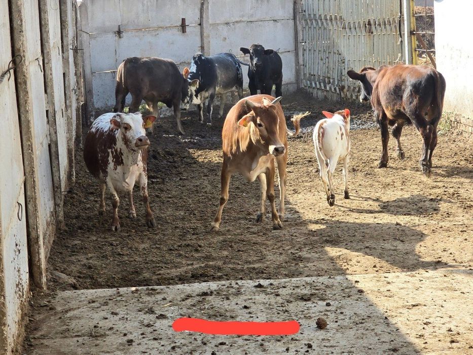 Продаётся индийский коровы