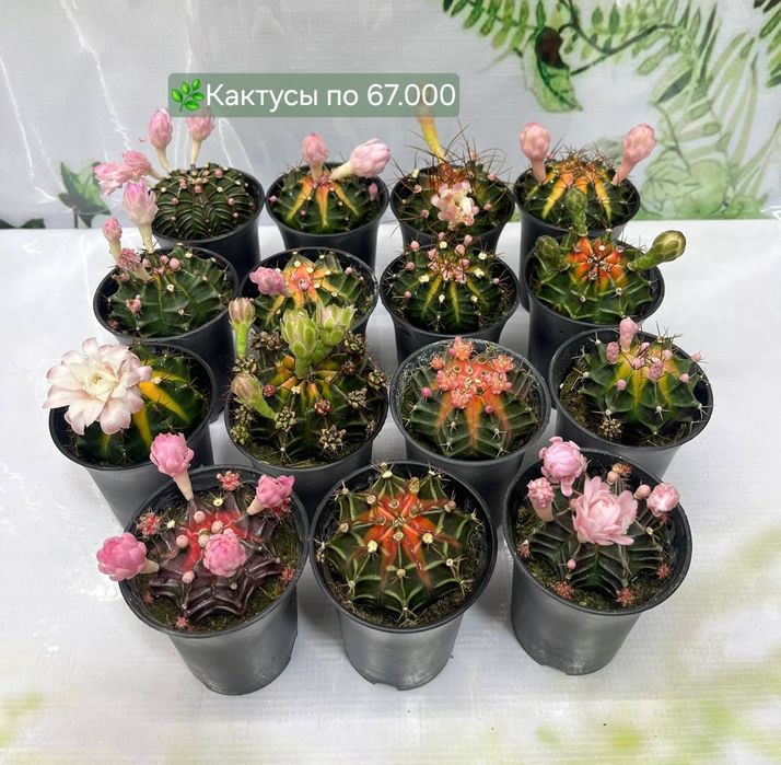Кактусы, Криптантус, Хавортия  и др