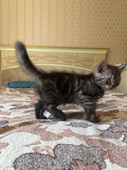 Продам котенка скотиш страйт