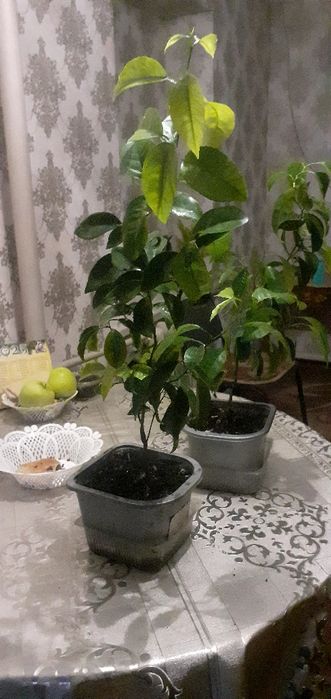 Лимон теплолюбивое растение
