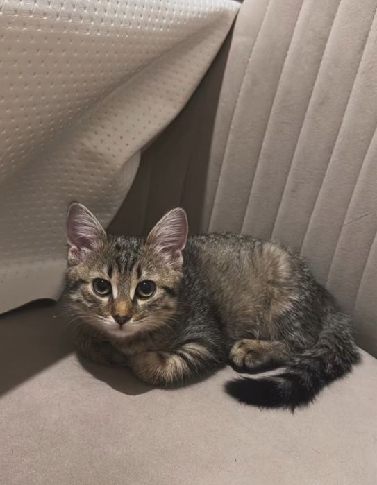 Мысық сатылады 3000тг