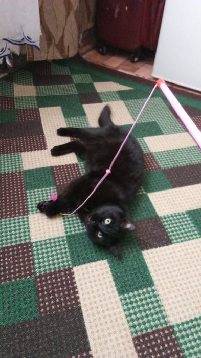 Отдам кошечку в добрые руки