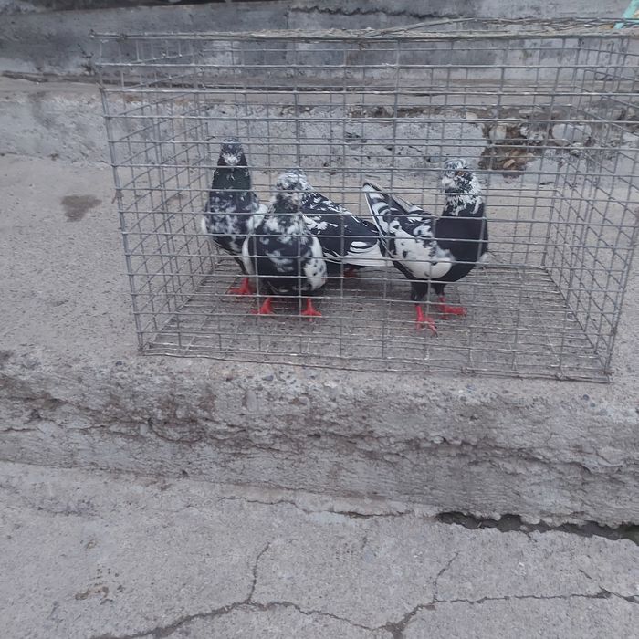 Сочи 2 пара гатовый лет с игрой